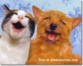 /album/diversion/gatos-perro-amigos2-1-jpg/